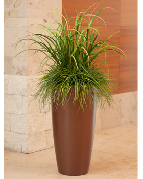Mixed Grass Plant