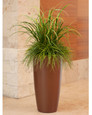 Mixed Grass Plant