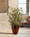Silk Japanese Maple Floor Plant, by Petals.