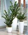 23" ZZ Silk Plant - set of three artificial silk plants