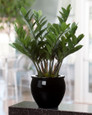 23" ZZ Silk Plant
