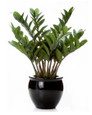 23" ZZ  Silk Plant