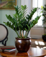Carefree exotic 23" ZZ Silk Plant for tabletop