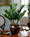Carefree exotic 23" ZZ Silk Plant for tabletop