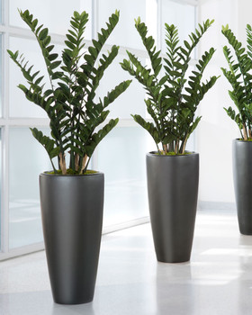 Exotic 4' ZZ Silk Plant 