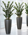 Exotic 4' ZZ Silk Plant 