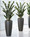 Exotic 4' ZZ Silk Plant 