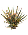 Baja Agave Artificial Floor Plant