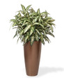 Double Chinese Evergreen Silk Floor Plant
