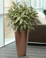 Double Chinese Evergreen Silk Floor Plant