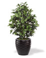 Faux Olive Bush Plant. Available at Petals.