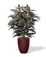Faux Mango Plant. Available at Petals.
