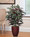 Faux Mango Plant. Available at Petals.