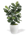 Fiddle Leaf Silk Plant