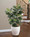 Fiddle Leaf Silk Plant
