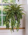 Mixed Hanging Ferns Silk Foliage Planter