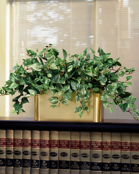 Courtyard Pothos Filetop