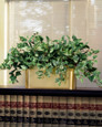 Courtyard Pothos Filetop
