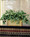 Courtyard Pothos Filetop