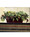 Coleus & Grape Ivy Silk Planter
