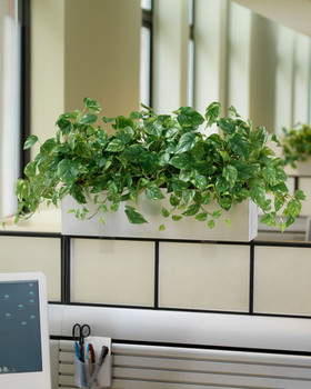 Silk Pothos Cubicle