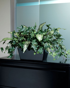 Silk Ivy Filetop