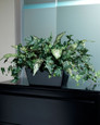 Silk Ivy Filetop