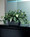 Silk Ivy Filetop