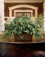 English Ivy Filetop