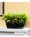 Bermuda Grass File Topper