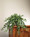 Cascading English Ivy Silk Planter