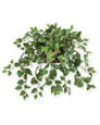 Cascading Silk Pothos Plant in aged oval planter