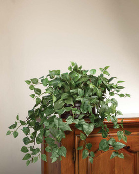 Cascading Silk Pothos Plant in aged oval planter