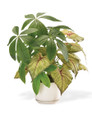 Money Tree & Caladium Faux Foliage Planter, by Petals.