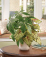 Money Tree & Caladium Faux Foliage Planter, by Petals.