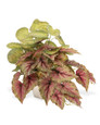Mixed Begonia Faux Foliage Planter, by Petals.