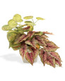 Mixed Begonia Faux Foliage Planter, by Petals.
