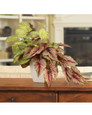Mixed Begonia Faux Foliage Planter, by Petals.
