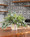 Eucalyptus & Fittonia<br>Faux Foliage Arrangement