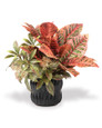 Croton & Schefflera Faux Foliage Planter