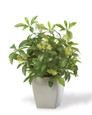 Seeded Schefflera Faux Foliage Planter, by Petals.