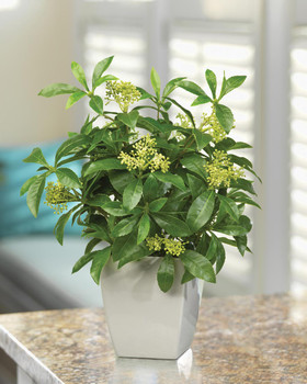 Seeded Schefflera Faux Foliage Planter, by Petals.