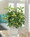 Seeded Schefflera Faux Foliage Planter, by Petals.
