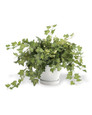 Mini English Ivy Silk Plant