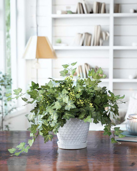 Mini English Ivy Silk Plant