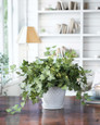 Mini English Ivy Silk Plant