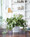 Mini English Ivy Silk Plant