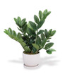 Faux ZZ Plant