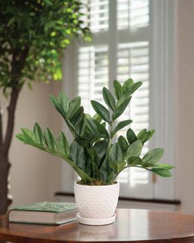 Faux ZZ Plant