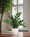 Faux ZZ Plant